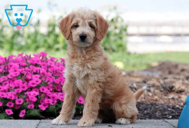 Sophie Mini Labradoodle image