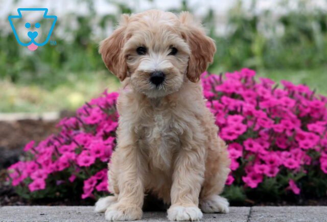 Starla Mini Labradoodle image
