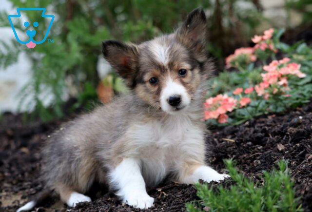 Winnie Sheltie2 image