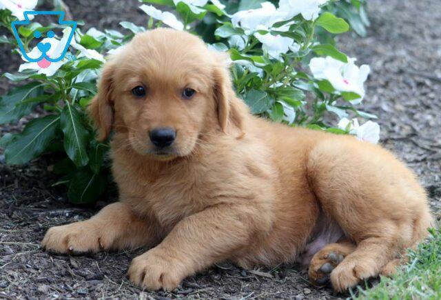 Ace Golden Retriever image