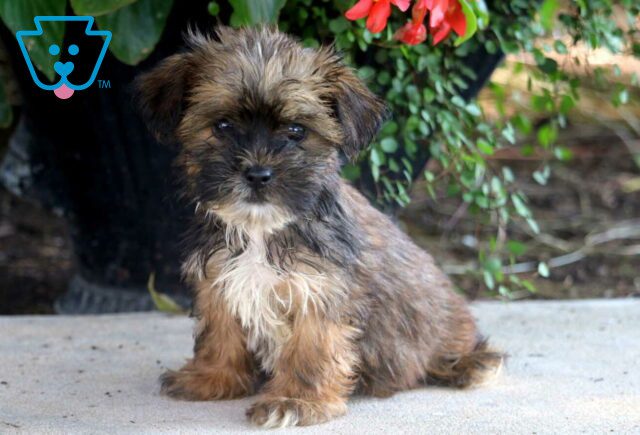 Benny Shorkie image
