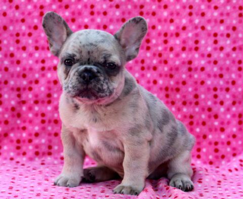 Bentley French Bulldog