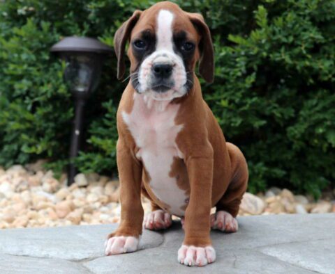Boss Boxer