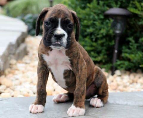 Bruno Boxer2