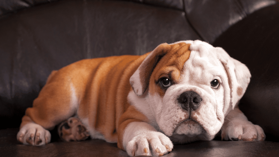 Bulldog puppy on a couch.
