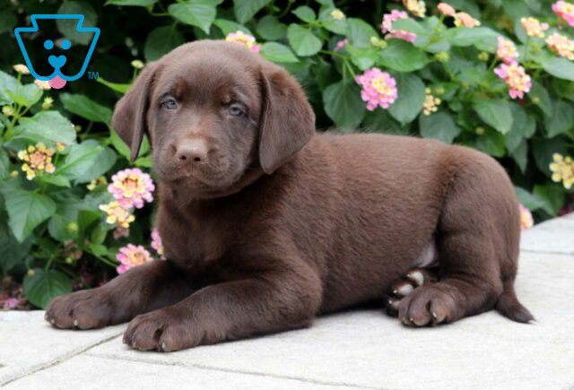Carter Chocolate Lab2 image