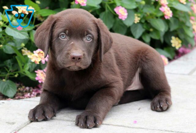 Champ Chocolate Lab2 image
