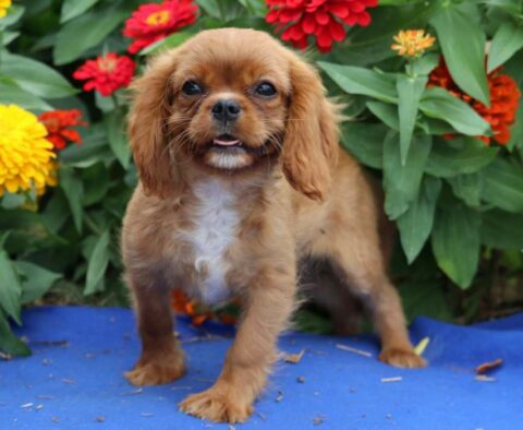 Charlie Cavalier