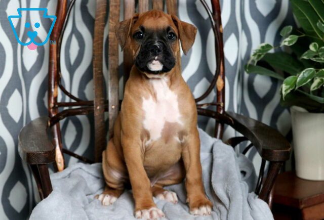 Chase Boxer image