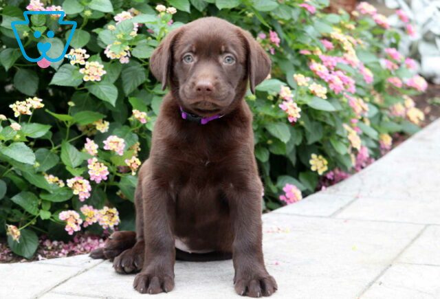 Cherry Chocolate Lab image