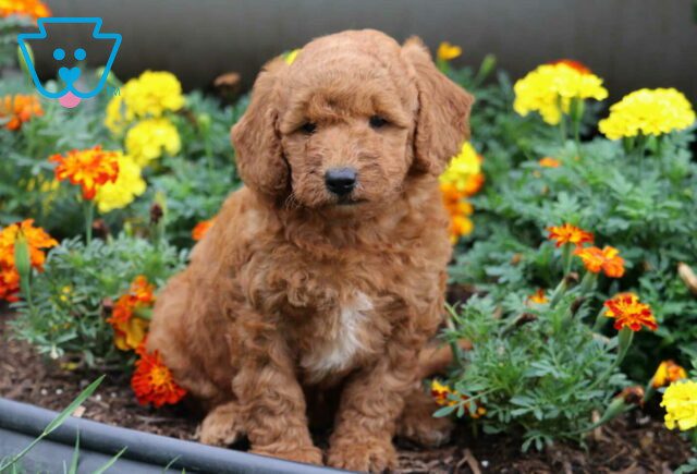 Coco Mini Goldendoodle image
