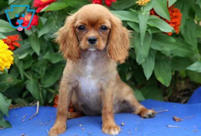 Cola Cavalier image