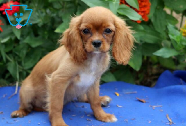 Cola Cavalier2 image