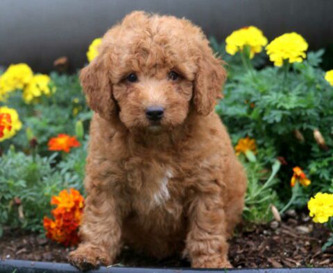 Cookie Mini Goldendoodle