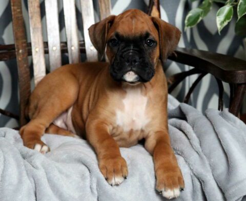 Cutie Boxer2