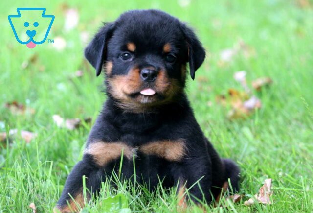 Dakota Rottie image