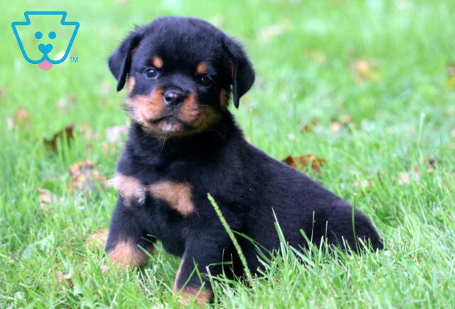 Dakota Rottie2 image