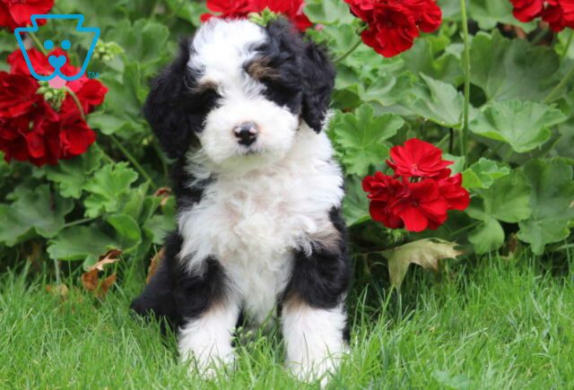 Della Mini Bernedoodle image