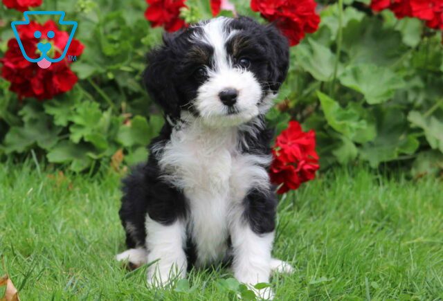 Destiny Mini Bernedoodle image