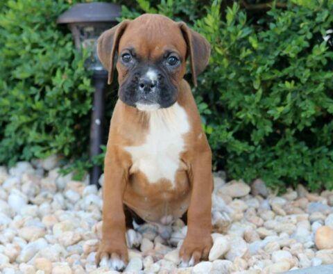 Dexter Boxer