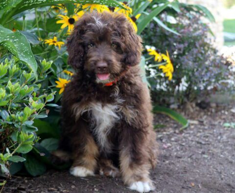 Dick Mini Australian Shepherd Retake