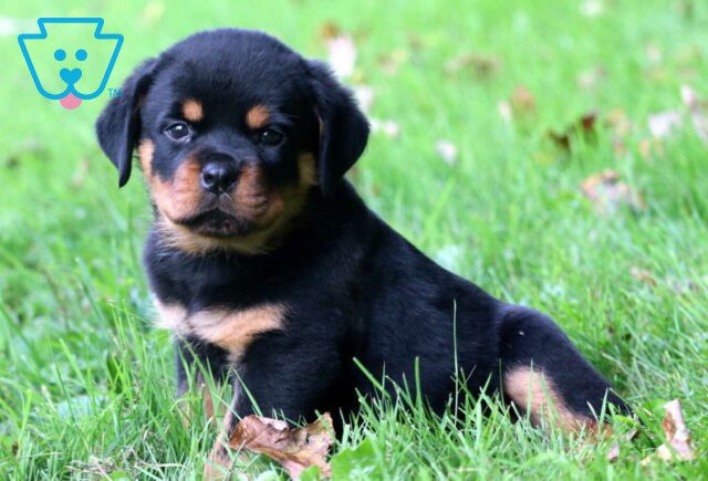 Diesel Rottie image