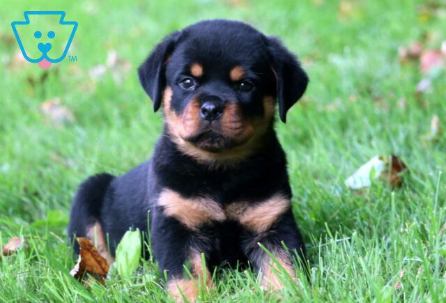Diesel Rottie2 image