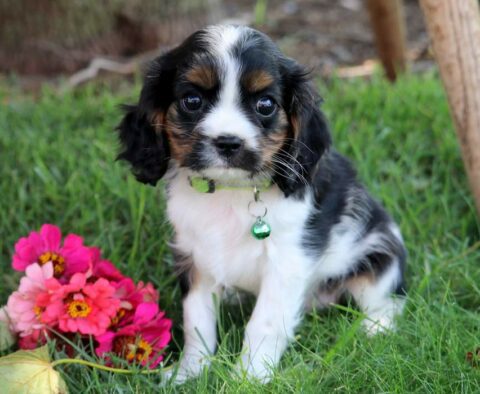 Dottie Cavalier