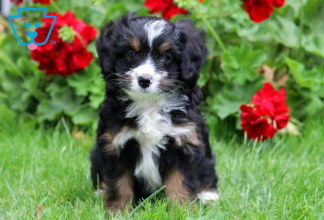 Dream Mini Bernedoodle image