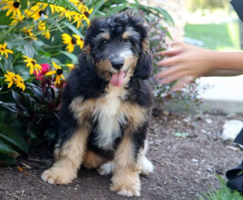 Dusty Mini Australian Shepherd Retake