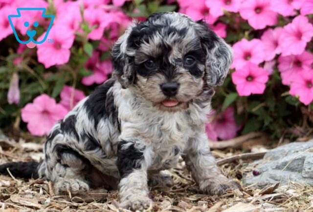 Eden Cockapoo image