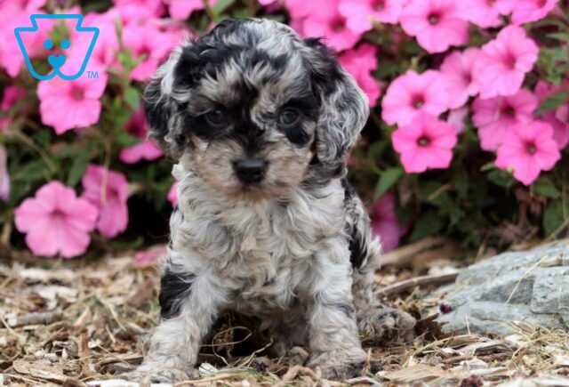Eden Cockapoo2 image
