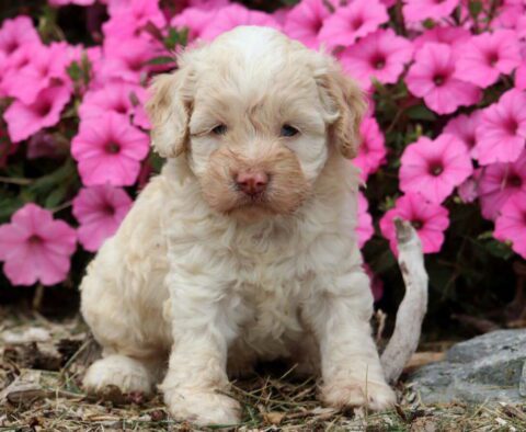 Ella Cockapoo