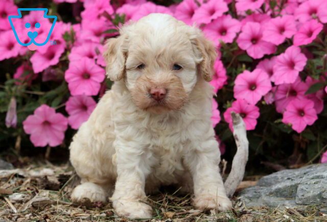 Ella Cockapoo image