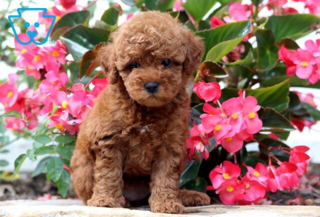 Ella Mini Poodle image