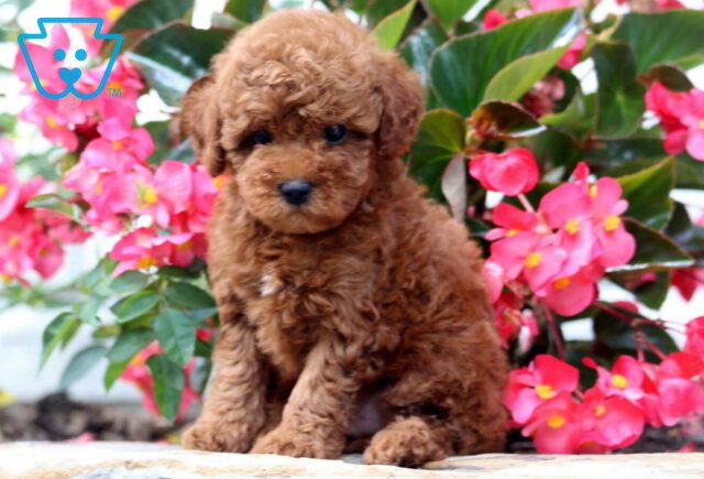 Ella Mini Poodle2 image