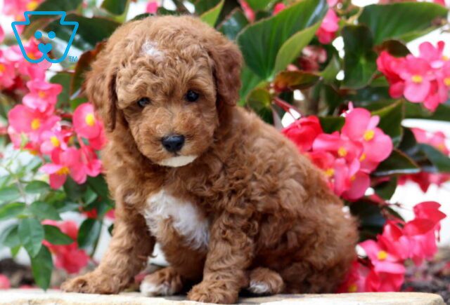 Enzo Mini Poodle image