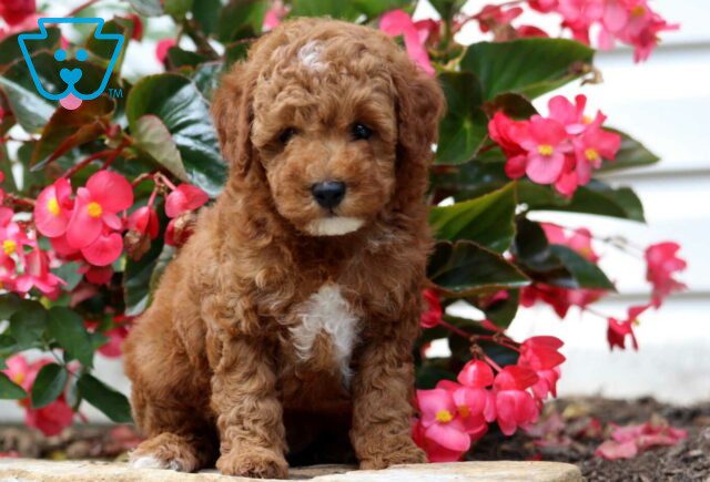 Enzo Mini Poodle2 image