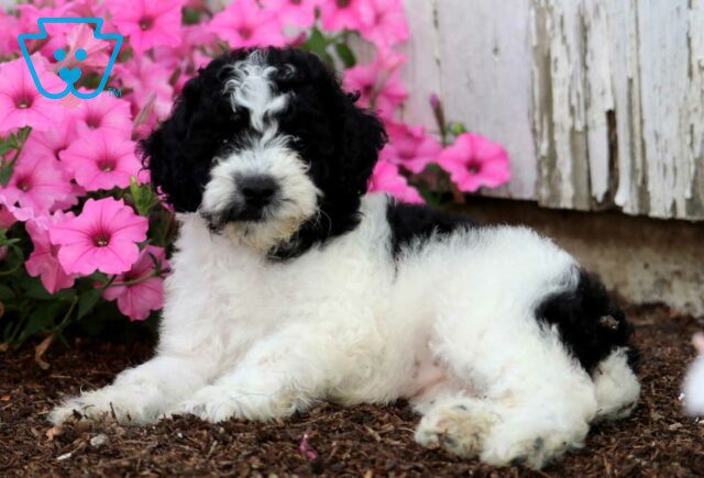 Fiona Mini Poodle2 image