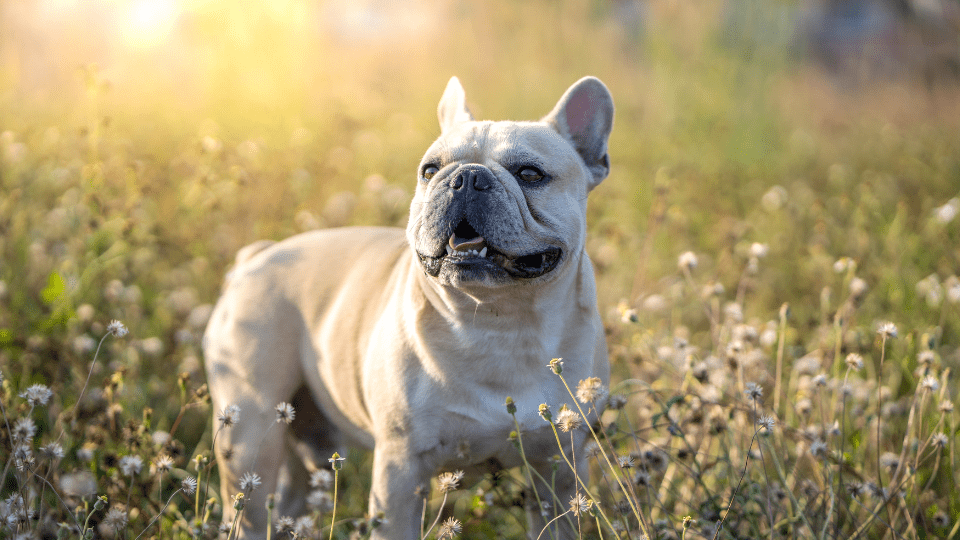 French bulldog puppy in a grass field.