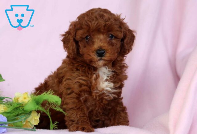 Garfield Mini Poodle image
