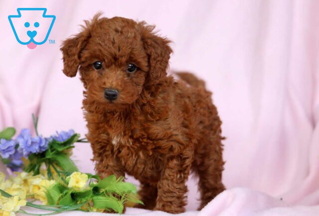 Gia Mini Poodle image