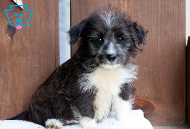Graham Corgi Mix image