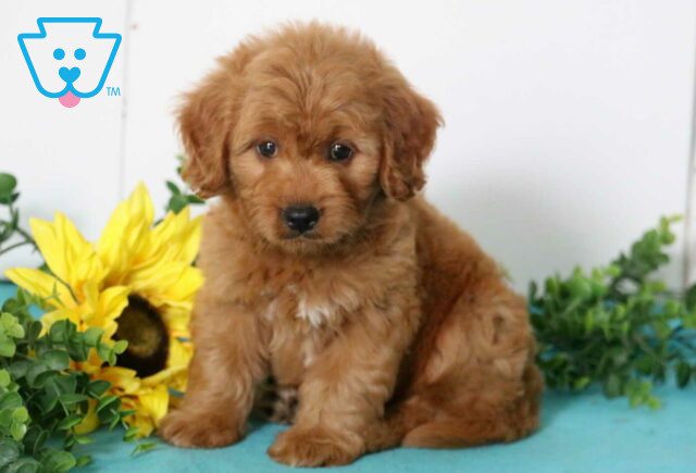 Grayson Mini Goldendoodel image
