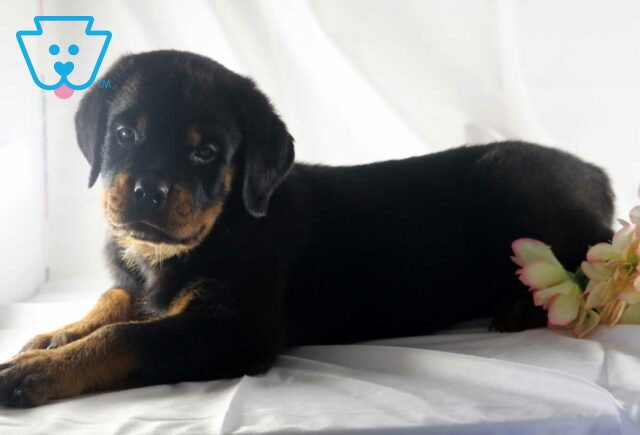 Gus Rottie image
