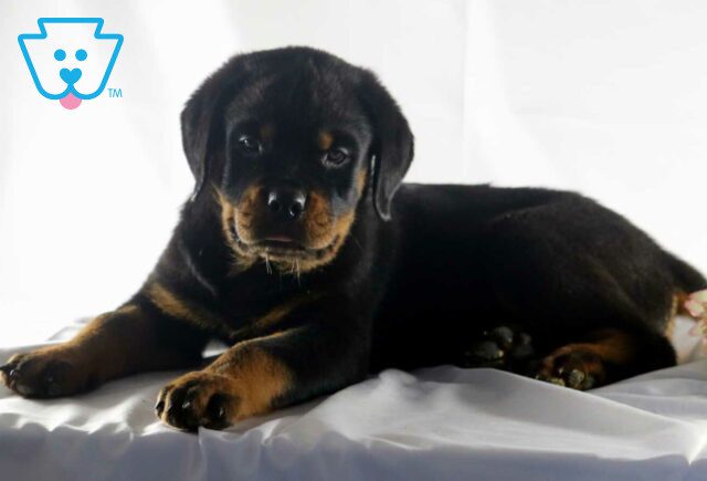 Gus Rottie2 image