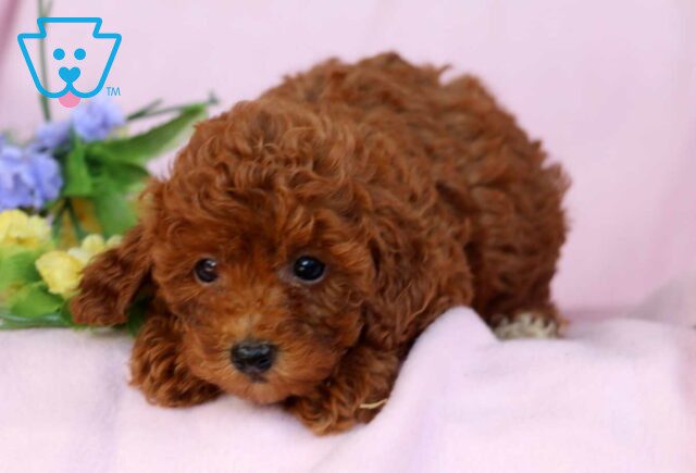 Gypsy Mini Poodle image