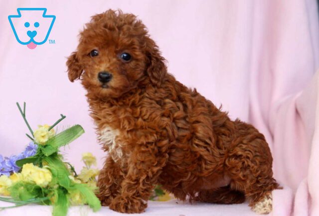 Gypsy Mini Poodle2 image