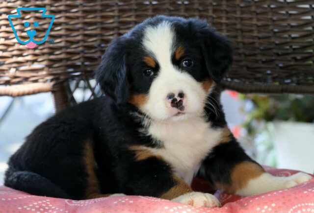 Heaven Bernese image