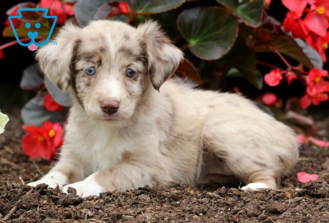 Honey Mini Australian Shepherd2 image
